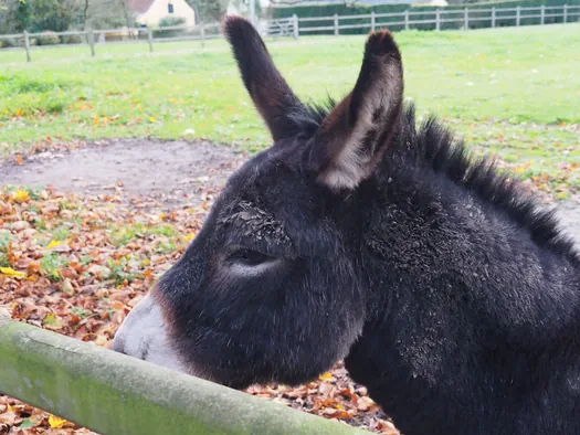 Ezels, Mullem (België)
